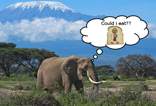 BullElephantKilimanjaro